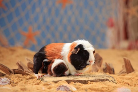 English Crested guinea pig