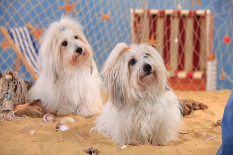 Coton de Tulear