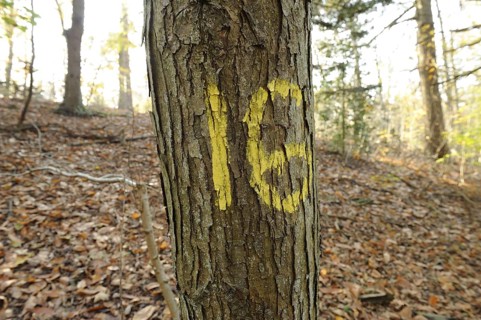 Forestry management