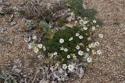 Sea Mayweed