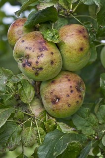 Small discreet spots caused by apple scab