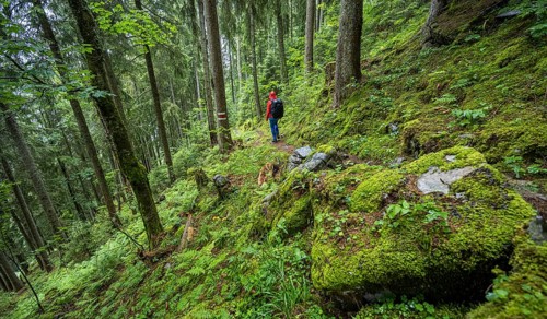 Hiker in the forest