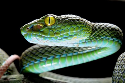 Large eyed Pit viper