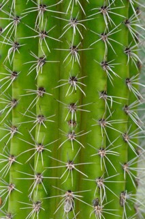 Organ Pipe Cactus