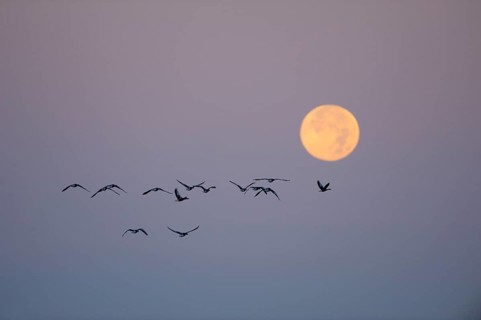 Grey geese with full moon