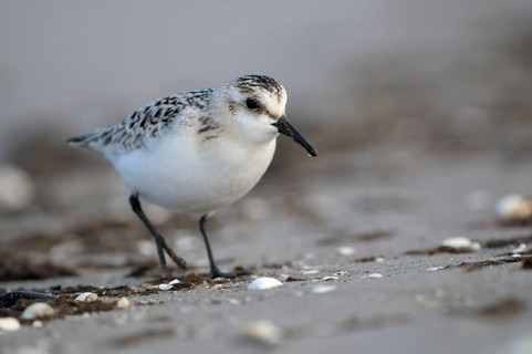 Sanderling