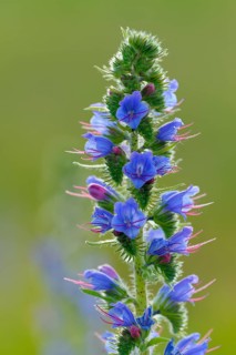 Common viper's bugloss