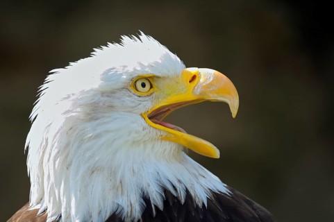 Bald eagle