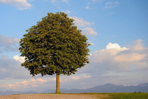Horse chestnut