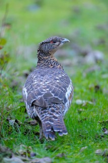 Capercaillie
