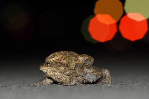 Common toad