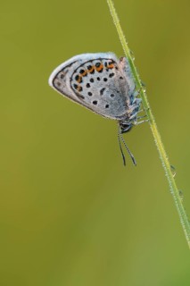 Argus blue butterfly