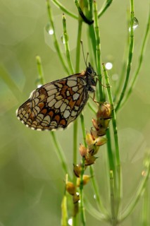 Common fritillary