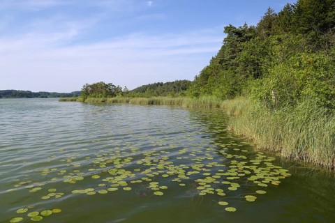 Hartsee