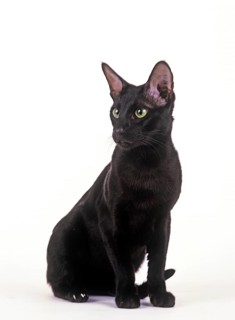 EBENHOLZ ORIENTAL CAT