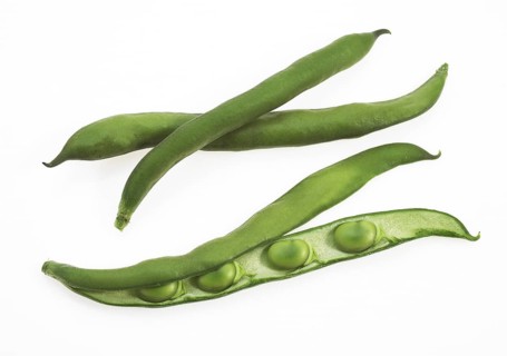 Fava Bean