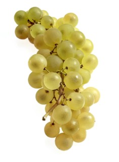 Chasselas White grape