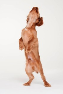 Male dog