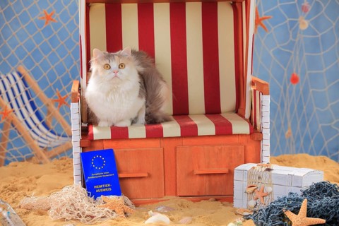 British longhair cat