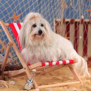 Coton de Tulear