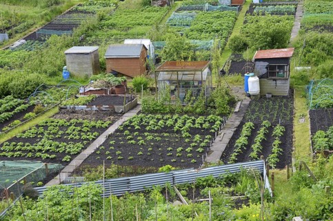 View of town allotments