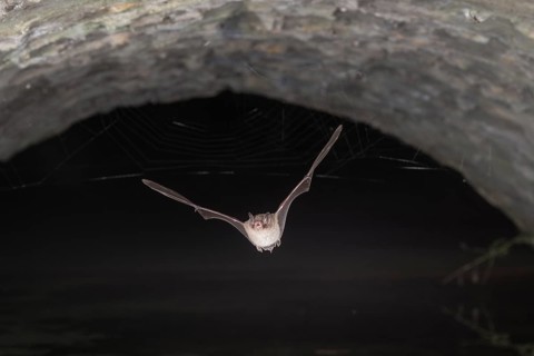 Daubenton's bat