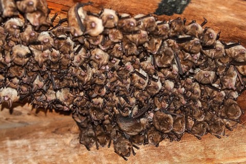 Geoffroy's bats