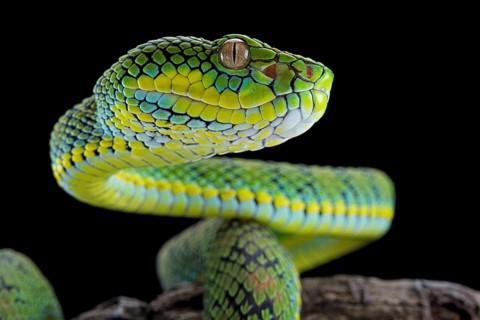 Palawan Pit Viper