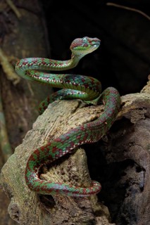 Brown-spotted pit viper