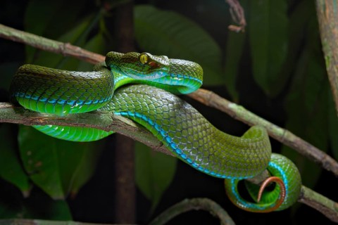 Large eyed Pit viper