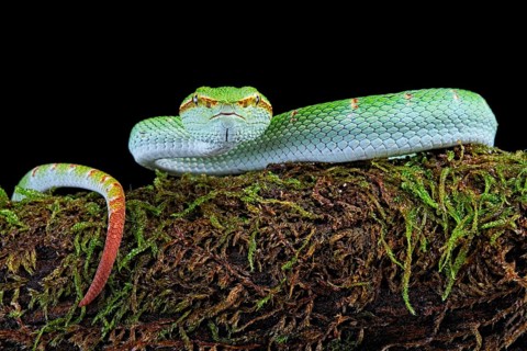 North Philippine Temple Pit Viper