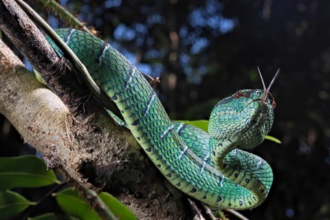 North Philippine Temple Pit Viper