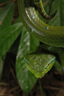 North Philippine Temple Pit Viper