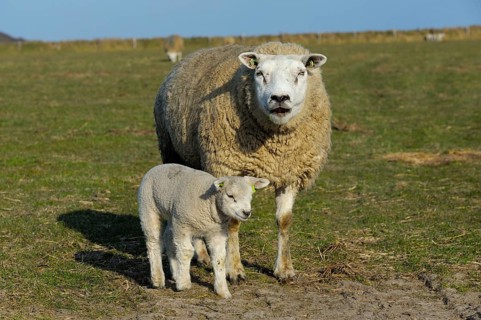 Texel sheep and lamb