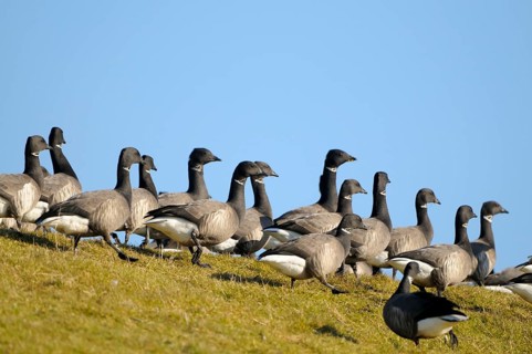 Brent goose