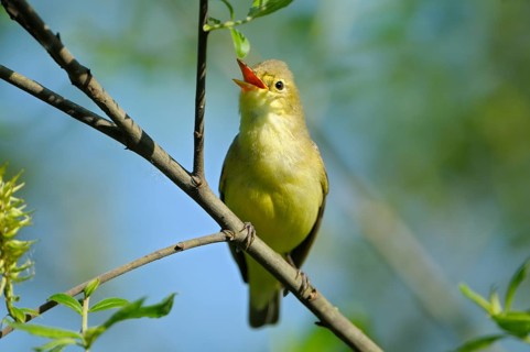 Yellow Warbler