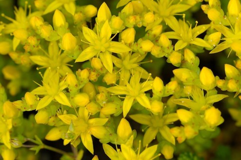 Common stonecrop