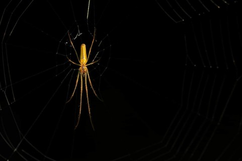 Common streamer spider