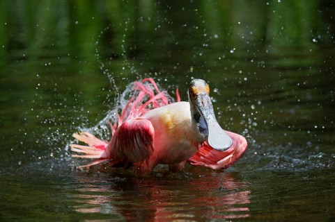 Roseate spoonbill