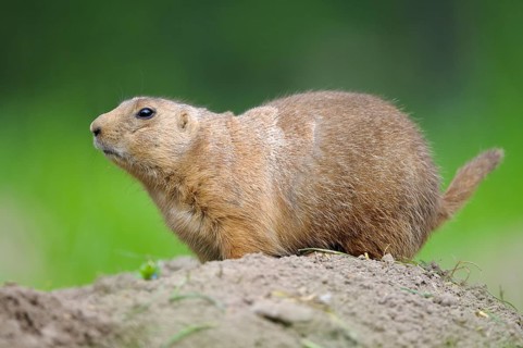 Black-tailed Prairie Dog