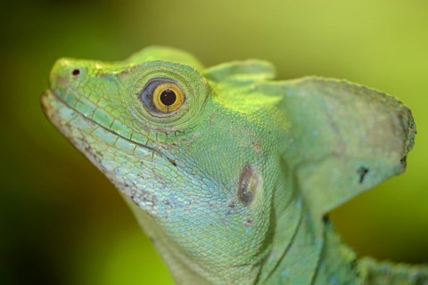 Plumed basilisk