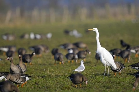 Greater white-fronted goose