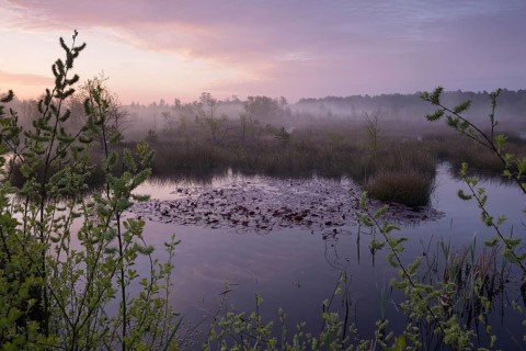 Morning atmosphere in the moor