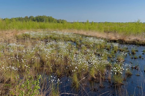Landscape in a bog