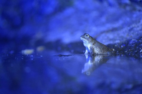 Natterjack toad