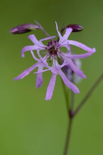 Cuckoo campion