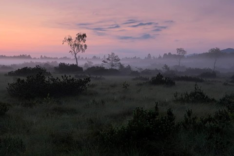 Morning atmosphere in the moor