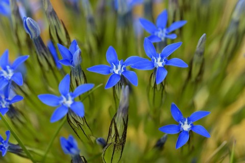 Spring gentian