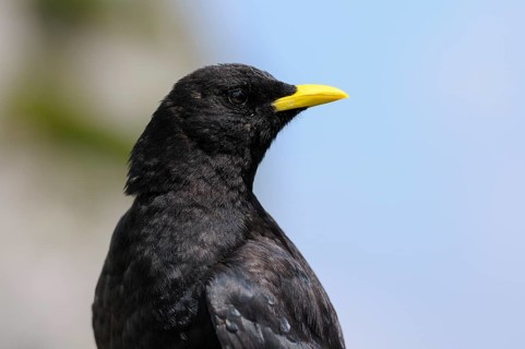 Alpine chough