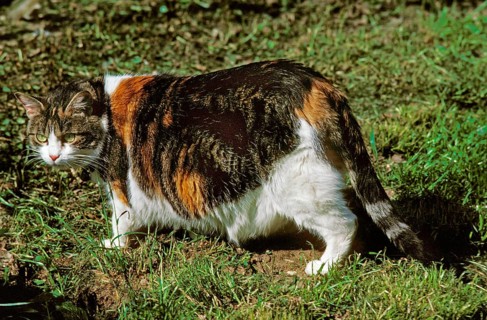 Domestic cat